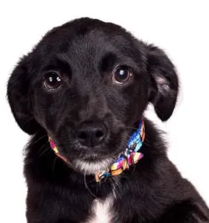 Cachorro raça SRD idade  nome Tedy