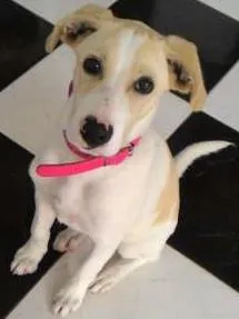 Cachorro raça mistura de pit-bull com perdigueiro idade 2 a 6 meses nome Sakura