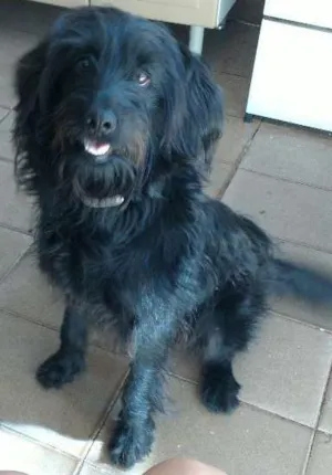 Cachorro raça maltês misturado com viralata  idade 7 a 11 meses nome cristal