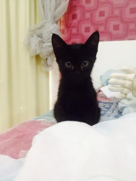 Gato raça Sem raça definida idade Abaixo de 2 meses nome Mia 