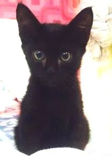 Gato raça Sem raça definida idade Abaixo de 2 meses nome Mia 