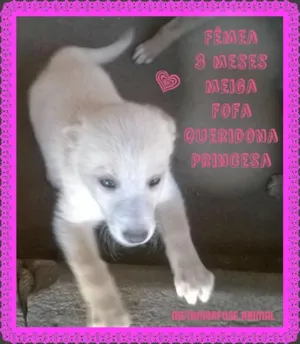 Cachorro raça original idade 2 a 6 meses nome Leide