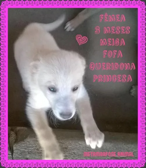 Cachorro ra a original idade 2 a 6 meses nome Leide