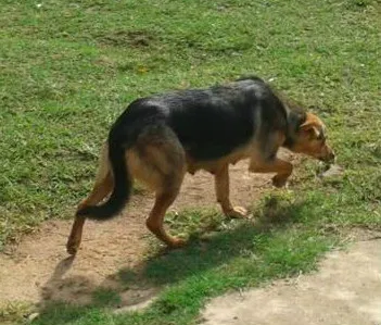 Cachorro ra a original idade 2 a 6 meses nome Leide
