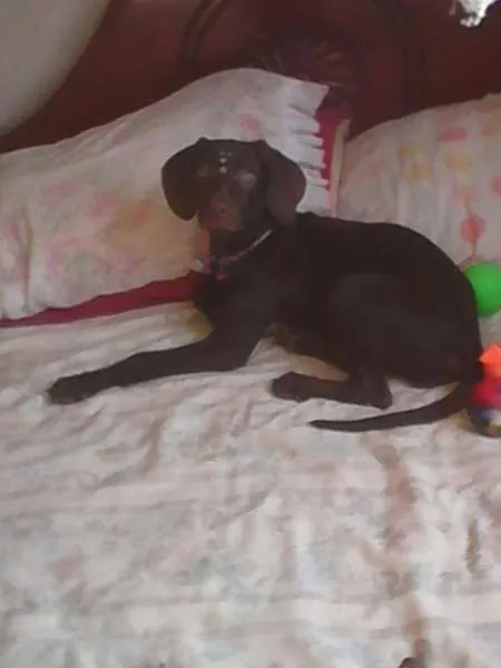 Cachorro ra a weimaraner idade 2 a 6 meses nome Lana