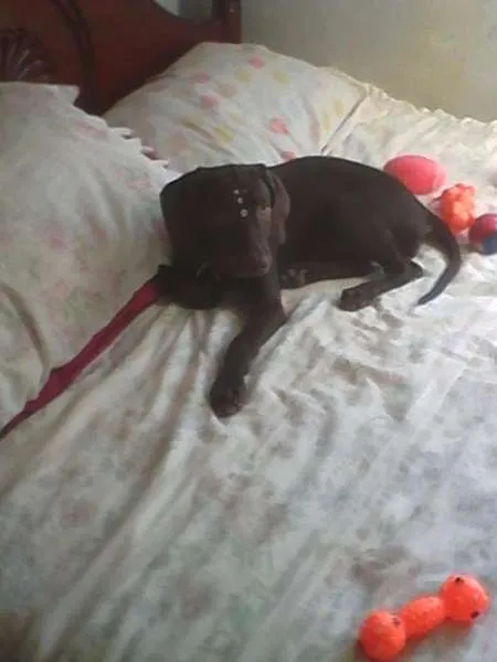 Cachorro ra a weimaraner idade 2 a 6 meses nome Lana