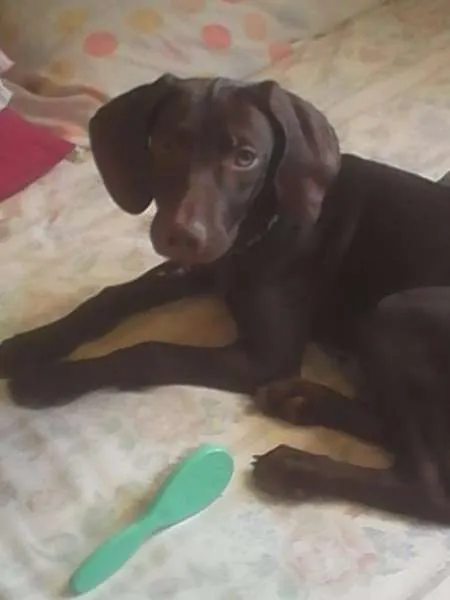 Cachorro ra a weimaraner idade 2 a 6 meses nome Lana