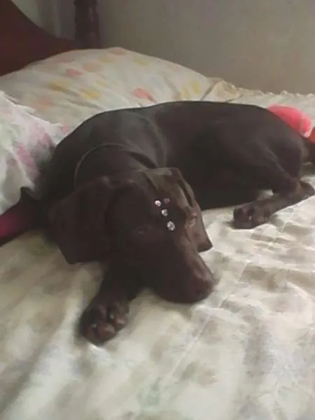 Cachorro ra a weimaraner idade 2 a 6 meses nome Lana