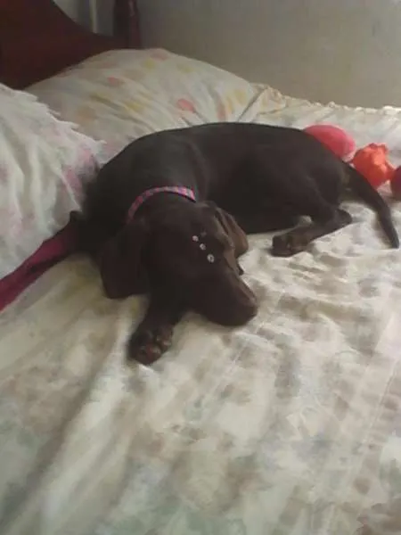 Cachorro ra a weimaraner idade 2 a 6 meses nome Lana