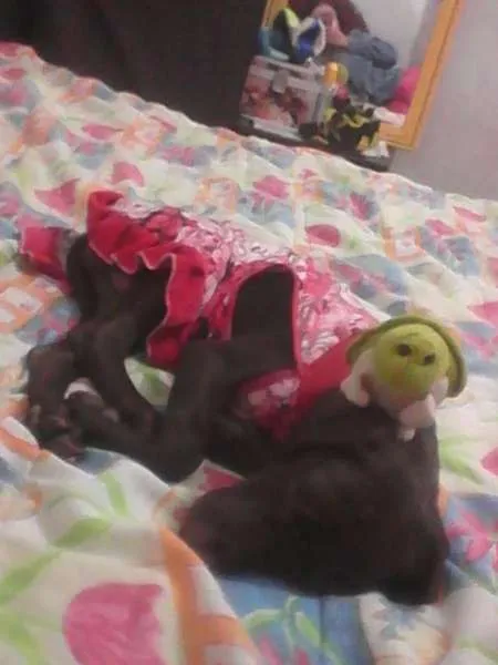 Cachorro ra a weimaraner idade 2 a 6 meses nome Lana