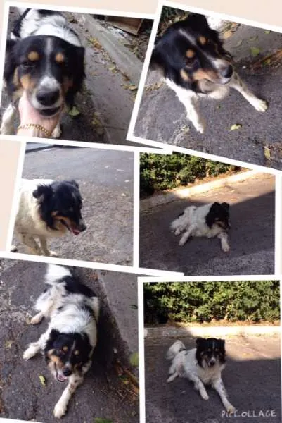Cachorro ra a SRD idade 1 ano nome THOR