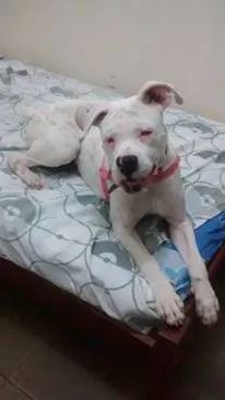 Cachorro ra a Boxer idade 7 a 11 meses nome Ayca