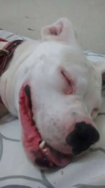 Cachorro ra a Boxer idade 7 a 11 meses nome Ayca