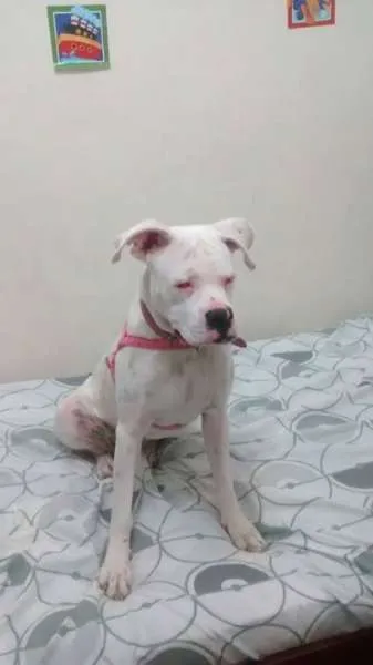 Cachorro ra a Boxer idade 7 a 11 meses nome Ayca