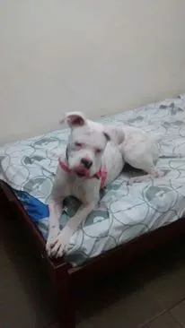 Cachorro ra a Boxer idade 7 a 11 meses nome Ayca