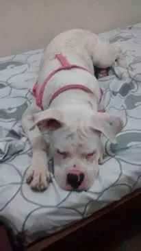 Cachorro ra a Boxer idade 7 a 11 meses nome Ayca