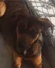 Cachorro ra a srd idade 2 anos nome Tieta