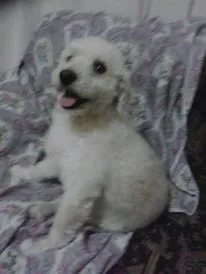 Cachorro ra a Poodle idade  nome zé