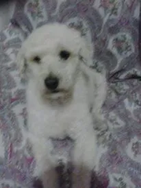 Cachorro ra a Poodle idade  nome zé