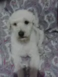 zé