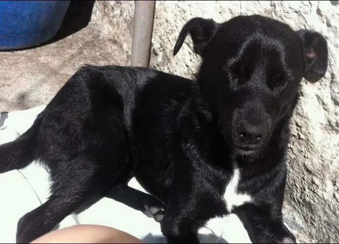 Cachorro ra a Labrador idade 2 anos nome Marley