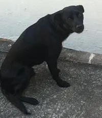 Cachorro ra a Labrador idade 2 anos nome Marley