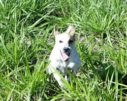 Cachorro raça mestiço idade 7 a 11 meses nome Nala
