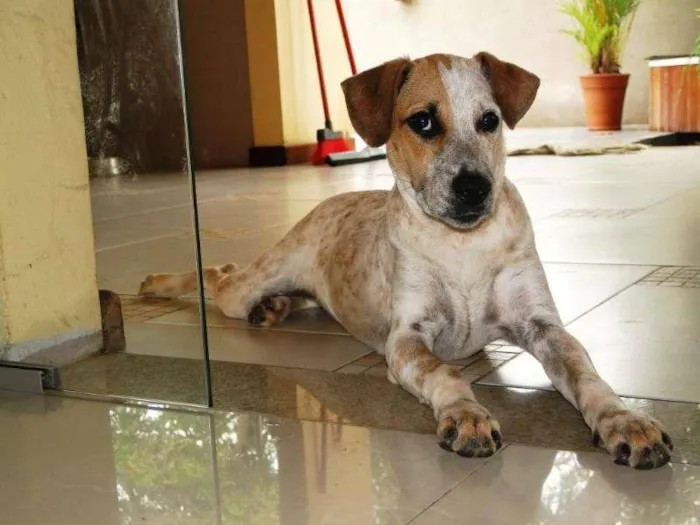 Cachorro raça mestiço idade 7 a 11 meses nome Nala