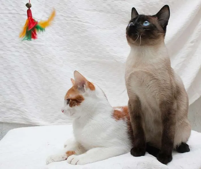 Gato ra a SRD idade 2 a 6 meses nome Antonio e Silvester