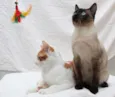 Antonio e Silvester