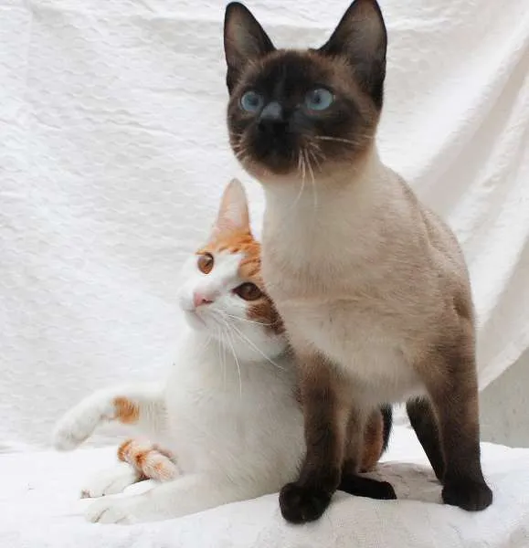 Gato ra a SRD idade 2 a 6 meses nome Antonio e Silvester