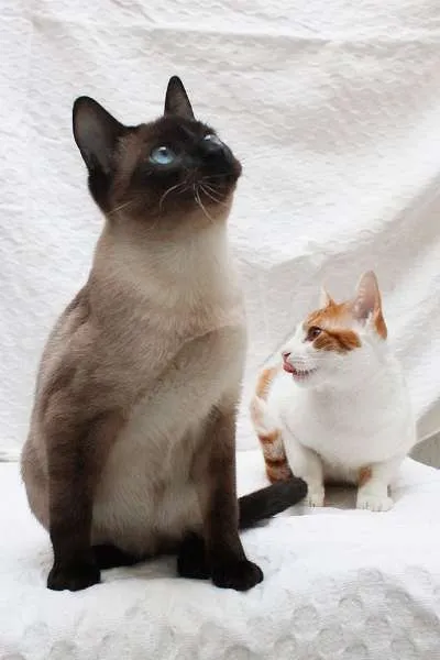 Gato ra a SRD idade 2 a 6 meses nome Antonio e Silvester