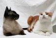 Antonio e Silvester