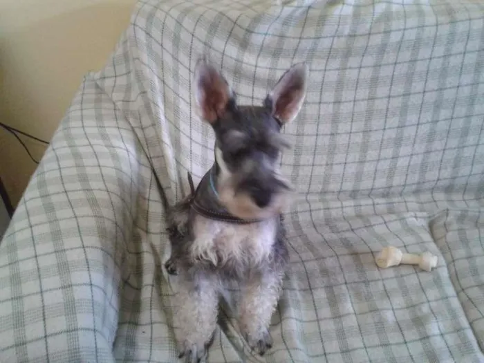 Cachorro ra a Shnauzer idade 2 anos nome dexter