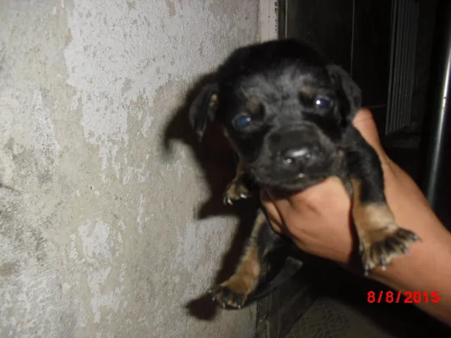 Cachorro ra a Rottweiler idade Abaixo de 2 meses nome SIMBA