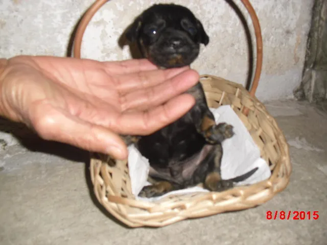 Cachorro ra a Rottweiler idade Abaixo de 2 meses nome SIMBA