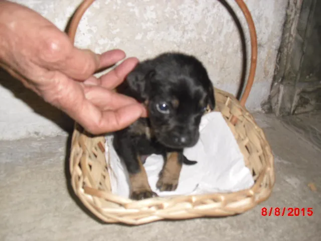 Cachorro ra a Rottweiler idade Abaixo de 2 meses nome SIMBA