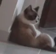 Rosana