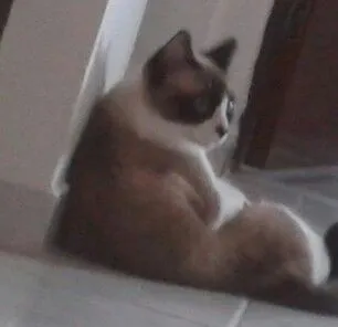 Gato raça Mistura de Siames  idade  nome Rosana