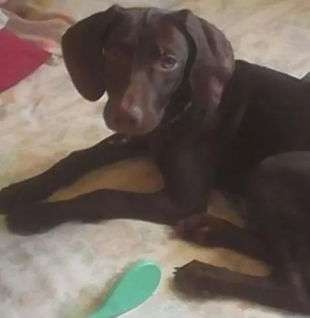 Cachorro ra a weimaraner idade 2 a 6 meses nome Lana