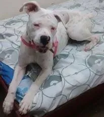 Cachorro raça Boxer idade 7 a 11 meses nome Ayca