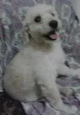 Cachorro raça Poodle idade  nome zé