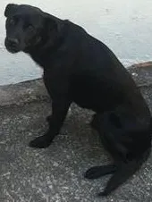 Cachorro raça Labrador idade 2 anos nome Marley