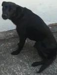 Marley