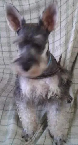 Cachorro ra a Shnauzer idade 2 anos nome dexter