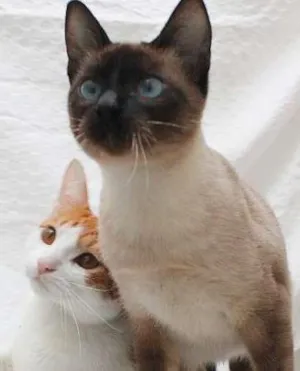 Gato raça SRD idade 2 a 6 meses nome Antonio e Silvester