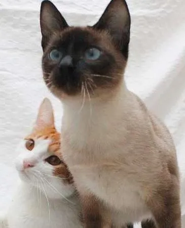 Gato ra a SRD idade 2 a 6 meses nome Antonio e Silvester