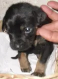 SIMBA