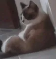 Rosana