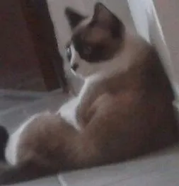 Gato raça Mistura de Siames  idade  nome Rosana